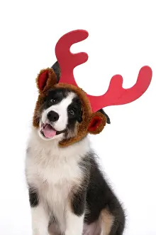Reindeer: DOG. Border Collie puppy. 18 weeks old, sitting, wearing