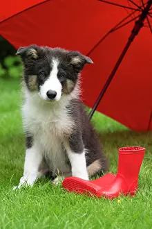Border: DOG. Border Collie puppy. 18 weeks old, sitting, with a red