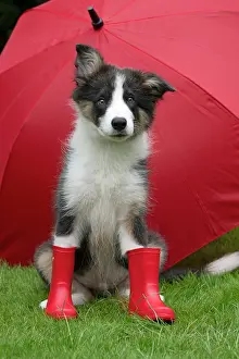 Border: DOG. Border Collie puppy. 18 weeks old, sitting, with a red