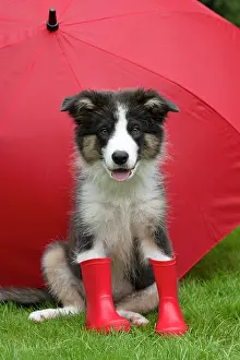 Border: DOG. Border Collie puppy. 18 weeks old, sitting, with a red