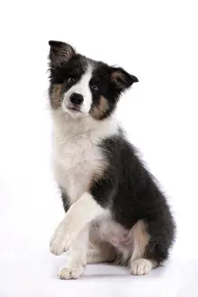 Lifting: DOG. Border Collie puppy. 18 weeks old, sitting with Paw up