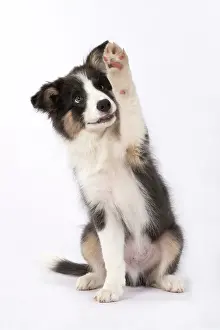 Lifting: DOG. Border Collie puppy. 18 weeks old, sitting with Paw up