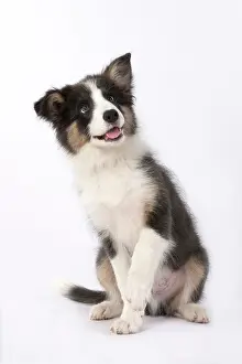 Border: DOG. Border Collie puppy. 18 weeks old, sitting with Paw up