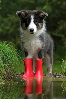 Border: DOG. Border Collie puppy. 18 weeks old, standing in a puddle