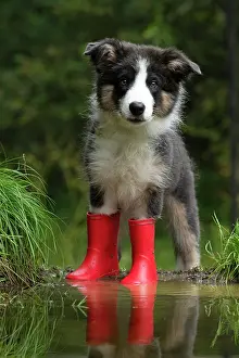 DOG. Border Collie puppy. 18 weeks old, standing in a puddle