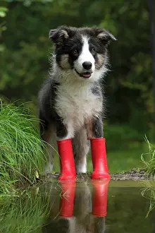 Border: DOG. Border Collie puppy. 18 weeks old, standing in a puddle