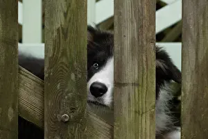 Wooden: DOG. Border Collie puppy. 18 weeks old, looking through