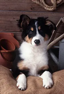 Sheepdogs: DOG - BORDER COLLIE puppy in barn