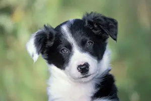 Pricked: DOG - Border Collie puppy, close-up