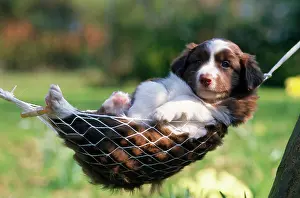 Contentment: DOG - Border Collie Puppy - Lying in hammock