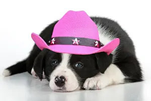 160520: DOG - Border collie puppy lying down wearing