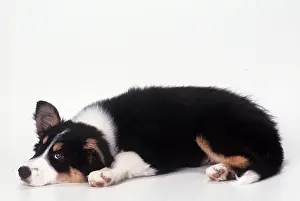 Raised: DOG - BORDER COLLIE PUPPY, resting with one ear raised
