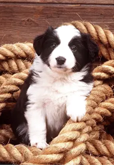 Rope: DOG - BORDER COLLIE PUPPY - IN ROPE