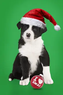 040718: DOG - Border collie puppy sitting (6 weeks) wearing
