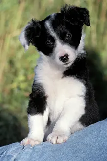 Owners: Dog - Border Collie puppy standing on owners leg