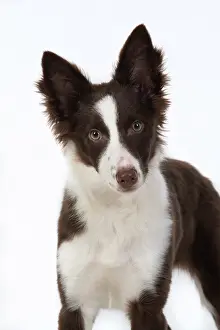 110420: DOG. Border Collie, puppy studio, white background