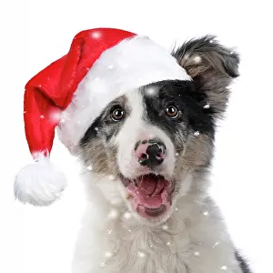 Shoulders: DOG. Border Collie, puppy wearing a red Christm