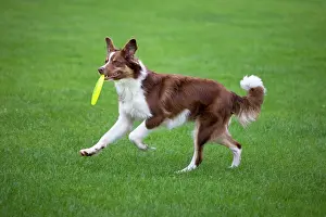Frisbee: Dog - Border Collie - with red merle - playing with frisbee