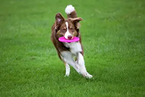 Frisbee: Dog - Border Collie - with red merle - playing with frisbee
