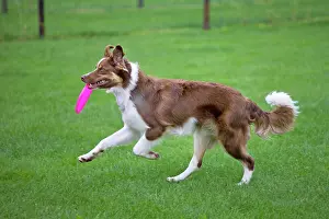 Frisbee: Dog - Border Collie - with red merle - playing with frisbee