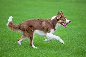 Frisbee: Dog - Border Collie - with red merle - playing with frisbee