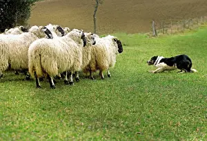 Rounding: Dog - Border collie rounding up black-faced sheep in field