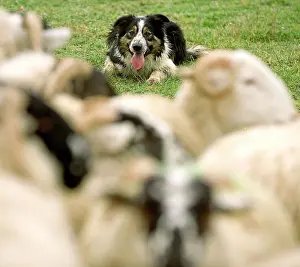 Rounding: Dog - Border collie rounding up black-faced sheep in field