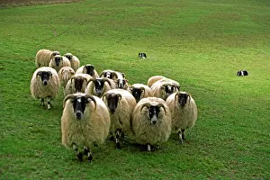 Rounding: Dog - Border collie rounding up black-faced sheep in field