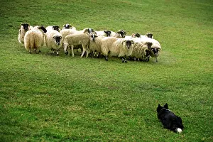 Rounding: Dog - Border collie rounding up black-faced sheep in field
