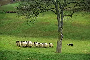 Working: Dog - Border collie rounding up black-faced sheep in field