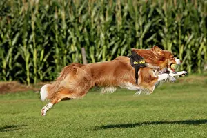 Tennis: Dog - Border Collie - running with tennis ball