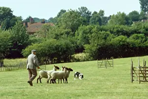 Obedience: DOG - Border Collie - at sheepdog trial