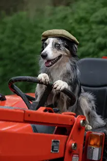 Driving: DOG, Border Collie, sitting on a tractor with