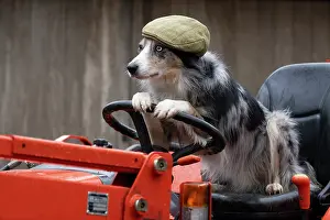 Driving: DOG, Border Collie, sitting on a tractor with