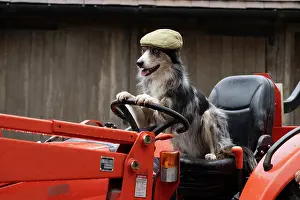 Driving: DOG, Border Collie, sitting on a tractor with