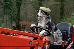 Driving: DOG, Border Collie, sitting on a tractor with