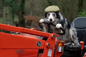 Driving: DOG, Border Collie, sitting on a tractor with