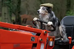 Driving: DOG, Border Collie, sitting on a tractor with