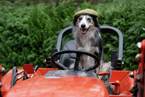 Driving: DOG, Border Collie, sitting on a tractor with