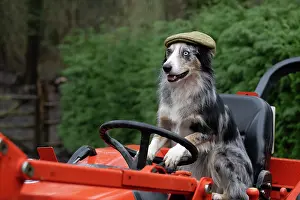 Driving: DOG, Border Collie, sitting on a tractor with