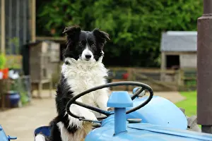 Driving: DOG. Border collie sitting on tractor