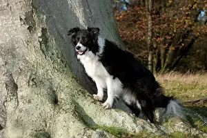 Stood: DOG - Border collie standing on tree roots