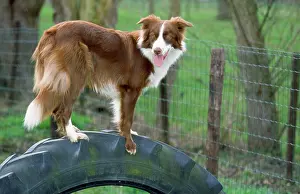 Tyre: DOG - Border Collie, standing on tyre