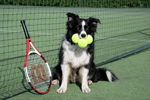 Tennis: Dog - Border collie with tennis balls on court