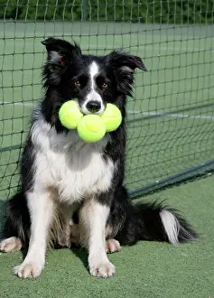 Tennis: Dog - Border collie with tennis balls on court