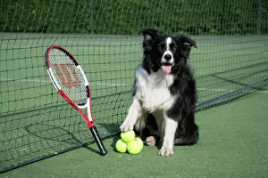 Tennis: Dog - Border collie with tennis balls on court