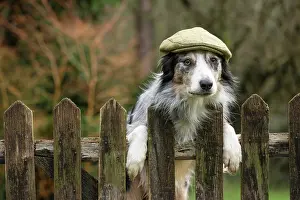 Smile: DOG, Border Collie, wearing a flat cap, looking