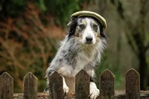 Smile: DOG, Border Collie, wearing a flat cap, looking