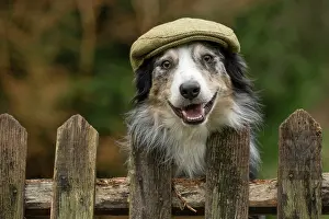Flat: DOG, Border Collie, wearing a flat cap, looking