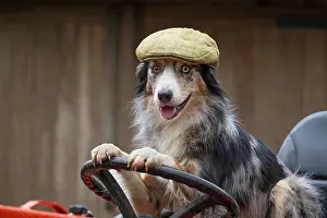 Driving: DOG, Border Collie, wearing a flat cap, sitting
